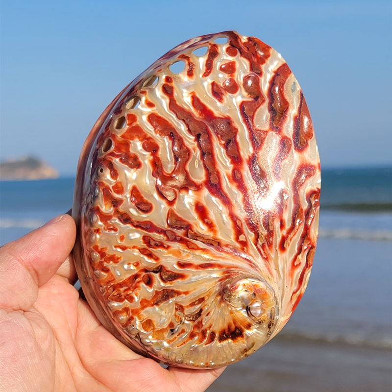 Aquarium Fish Tank Price - Home Decoration Red Pattern Abalone SeaShells