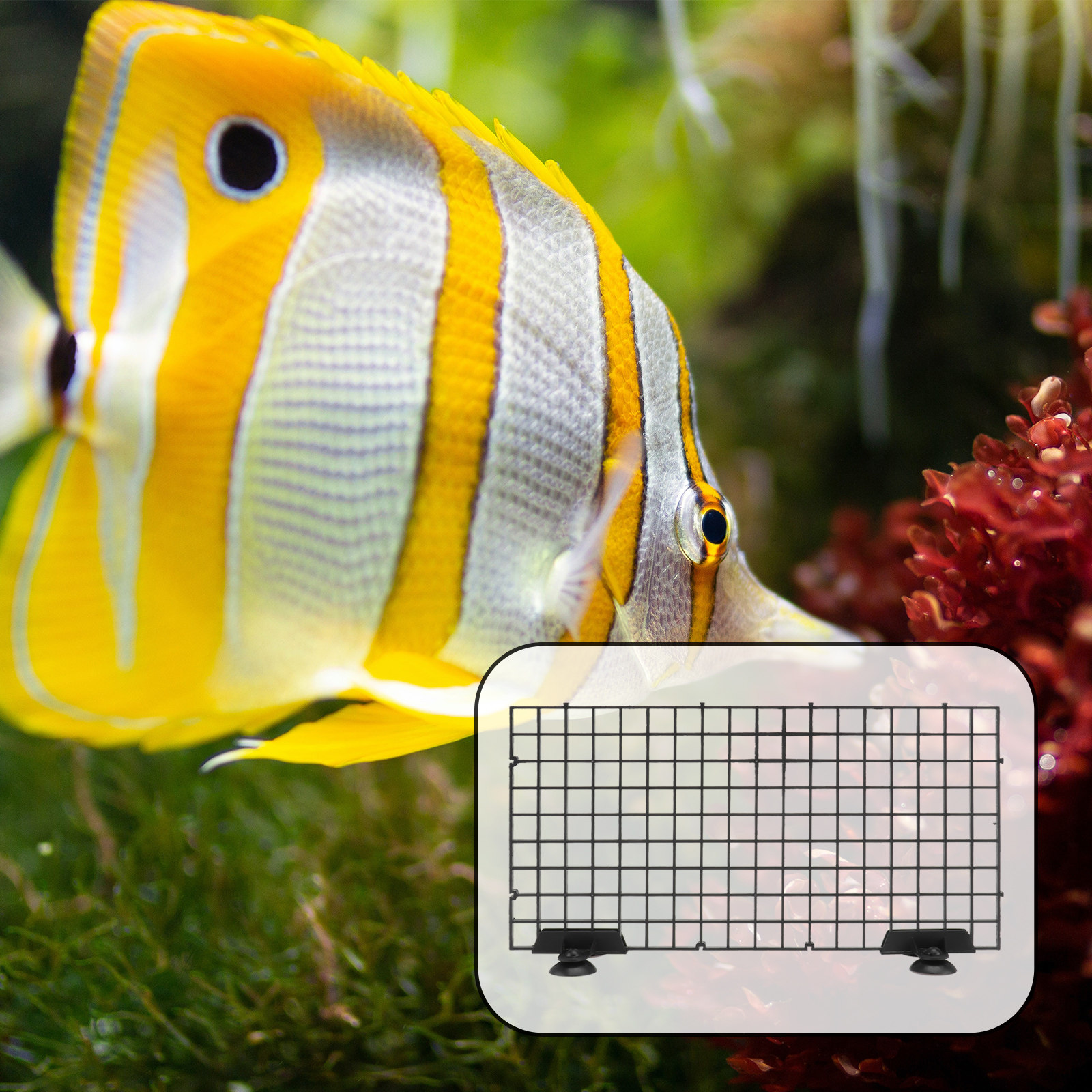 Fish Breeder Filter Grid Board - Aquarium Fish Net Big Size ulasan dan harga