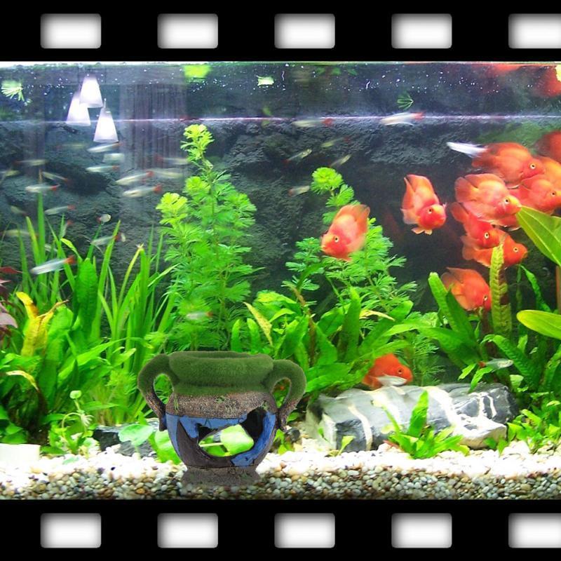 1pc Resin Vase with Moss Aquar - Aquarium Fish Tank Price ulasan dan harga