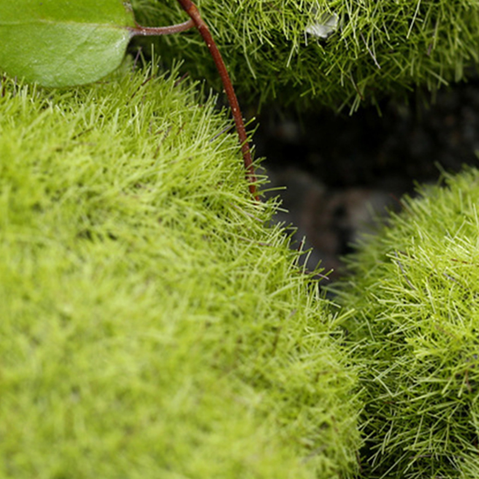 5Pcs Artificial Moss Stones Li - Aquarium Decoration Rock ulasan dan harga