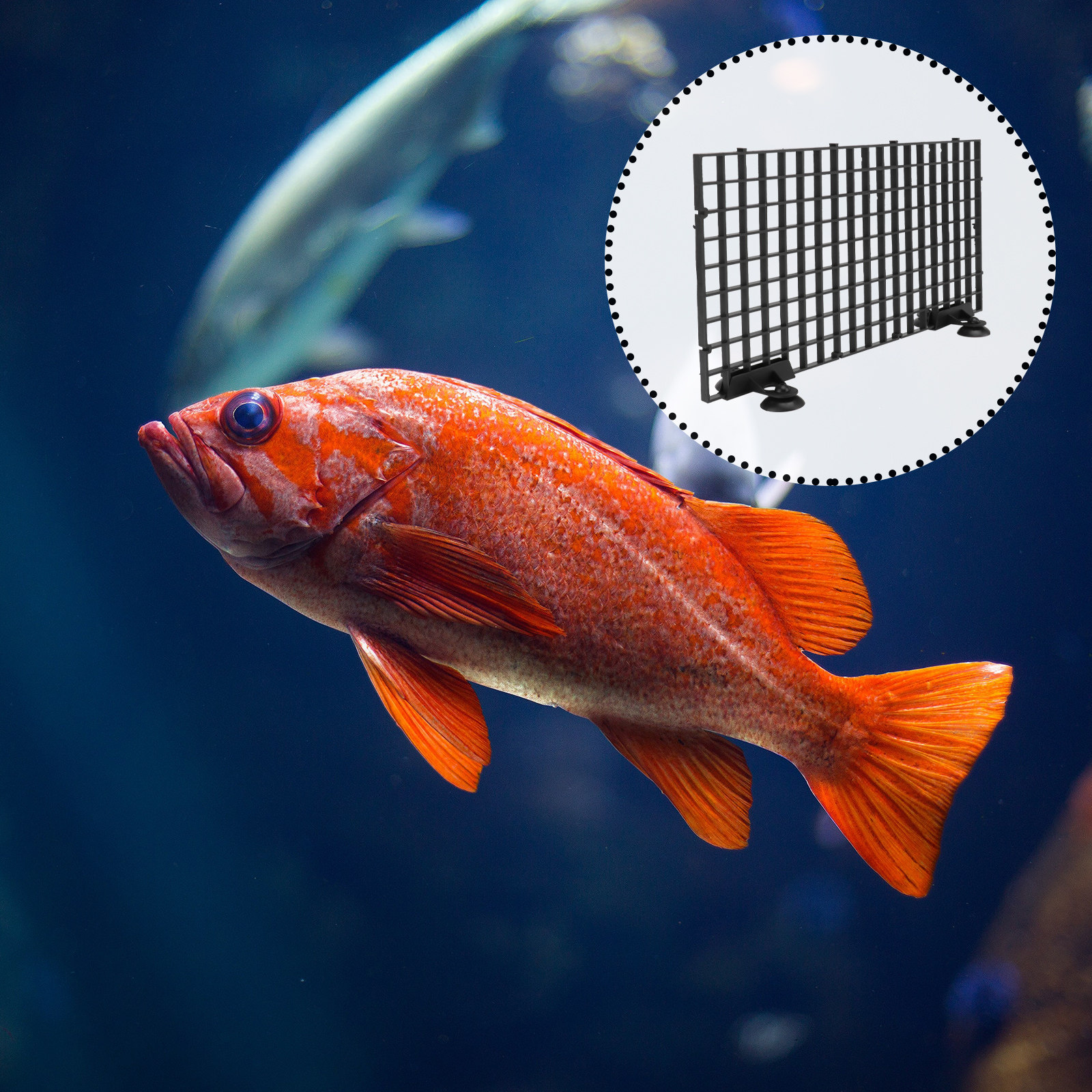 Fish Breeder Net Big Size Blac - Aquarium Fish Net Big Size ulasan dan harga