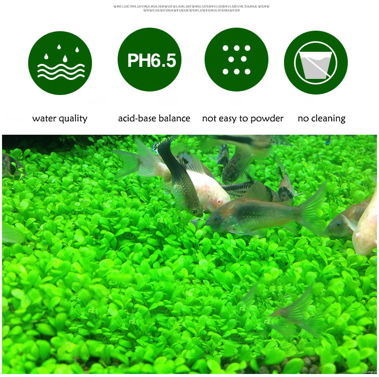 Aquarium Plant Seeds Soil Fish - Aquarium Fish Care ulasan dan harga
