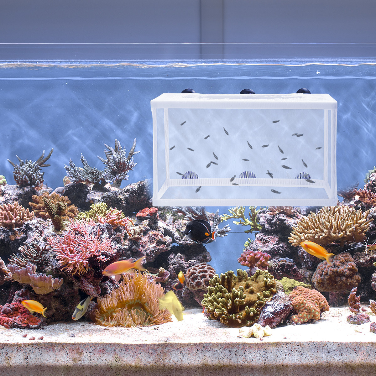 2Pcs Fish Net Breeder Hatchery - Aquarium Fish Net Big Size ulasan dan harga